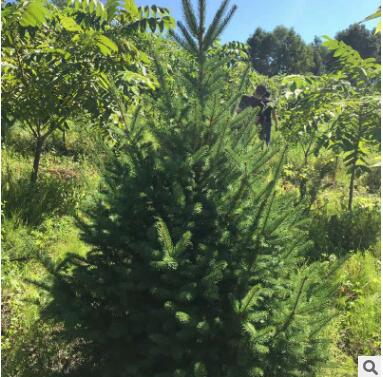 基地自銷各種規格云杉 多年種植經驗 現挖現賣易成活 云杉