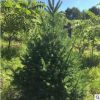 基地自銷各種規格云杉 多年種植經驗 現挖現賣易成活 云杉
