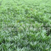 狹葉十大功勞 各種規格 基地直銷 亮綠忍冬 量大優惠