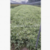 花葉蔓長春 盆栽 爬藤植物 基地直銷 各種規格 品種齊全