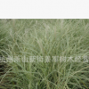 花葉芒 基地直銷 品種齊全 大量供應
