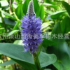 海壽花 水生植物 批發(fā)價(jià)格 基地直銷(xiāo) 蘭花三七 黃菖蒲