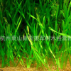 苦草 基地直銷(xiāo)各種水生植物 品種齊全 量大優(yōu)惠