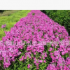 福祿考 草花植物 盆栽 基地直銷(xiāo) 各種規(guī)格 品種齊全 量大優(yōu)惠