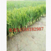 黃菖蒲 水生植物 基地直銷(xiāo) 美人蕉 水生鳶尾 品種齊全 量大優(yōu)惠