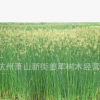 水蔥 水生植物 睡蓮 黃菖蒲 品種齊全 基地直銷(xiāo)