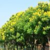 佛甲草 盆栽 草花地被 批發(fā)價(jià)格 基地直銷(xiāo) 品種齊全 量大優(yōu)惠