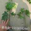 熊掌木 盆栽 基地直銷(xiāo) 各種規(guī)格 量大優(yōu)惠 品種齊全