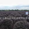 紅花繼木球 盆栽 各種規(guī)格 品種齊全 基地直銷(xiāo)
