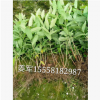 金絲桃 盆栽 蕭山色塊 基地直銷 金絲桃球 量大優(yōu)惠