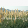 蒲葦 水生植物 草花地被 基地直銷 量大優(yōu)惠 品種齊全