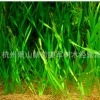 苦草 草花地被 批發(fā)價格大量供應(yīng) 水生植物 大花萱草