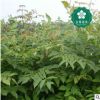 宜昌欒樹(shù)燈籠樹(shù)搖錢樹(shù)金雨樹(shù)國(guó)慶花木老芽園林綠化批發(fā)