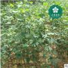 宜昌銀杏樹(shù)白果公孫樹(shù)鴨腳樹(shù)蒲扇園林綠化工程苗木批發(fā)
