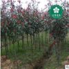 宜昌紅葉石楠紅羅賓紅唇強(qiáng)健魯賓斯火艷園林綠化批發(fā)