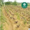 宜昌青楓 工程苗木 雞爪楓雞爪槭園林綠化批發(fā)宜昌園林