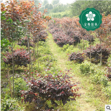 宜昌紅花繼木球  紅繼木紅梽木 宜昌園林綠化工程苗木批發