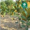 宜昌廣玉蘭 大花玉蘭 荷花玉蘭洋玉蘭園林綠化工程苗木