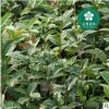 宜昌八月桂  金桂銀桂 桂花樹(shù) 園林綠化 工程苗木 批發(fā)