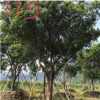 榕樹報價/浙江榕樹報價
