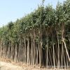 批發(fā)大葉女貞樹苗綠化苗木色塊綠籬行道點綴 高桿大葉女貞樹苗