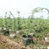 基地批發(fā)雪松樹苗綠化花木行道造型風(fēng)景樹 園林植物雪松苗
