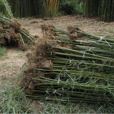 苗圃直銷 青皮竹子 四季常青庭院綠化觀賞 青竹批發 園林竹子植物