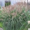 狼尾草批發(fā) 基地直供 重慶水生植物 固堤防沙植物 園林植物