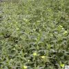 供應(yīng) 水生植物 浮葉植物 水環(huán)境治理 黃花水龍
