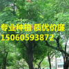 雞冠刺桐