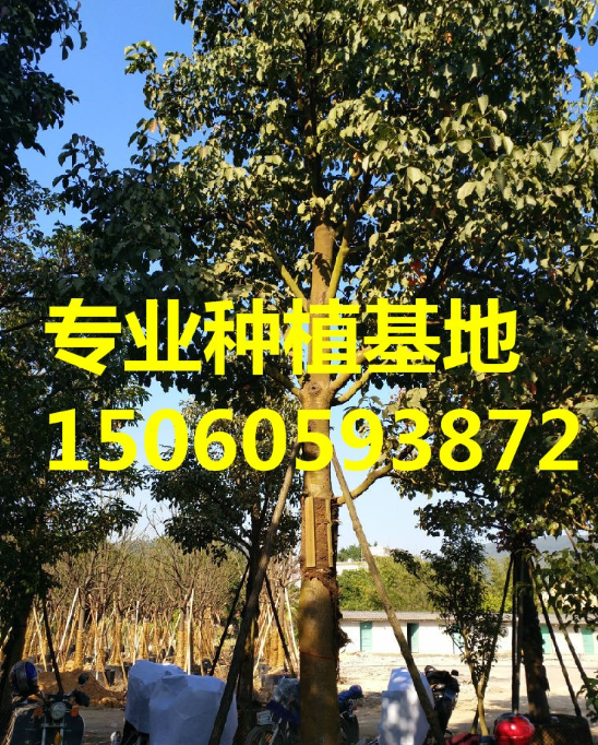 QQ截圖20190919100309