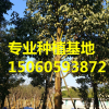 秋楓（重陽(yáng)木）