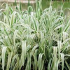 玉帶草 直銷供應(yīng) 又名麥冬草 基地直銷 品種齊全 大量供應(yīng)