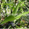 野慈菇 水生植物 草花地被 大量供應(yīng) 批發(fā)價格
