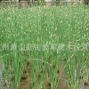 花葉水蔥 水生植物 基地直銷 水菖蒲 品種齊全 量大優(yōu)惠