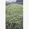 花葉蔓長春 爬藤植物 盆栽 墻體植物 基地直銷 量大優(yōu)惠