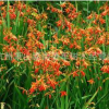 火星花 基地直銷 量大優(yōu)惠 品種齊全