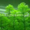 金魚藻 水生植物 浮床植物 水生鳶尾 鋪位 品種齊全