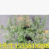 小丑火棘 盆栽 小丑火棘球 基地直銷 各種規(guī)格 品種齊全