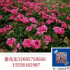 美女櫻 草花地被 批發(fā)價格 基地直銷供應(yīng) 量大優(yōu)惠
