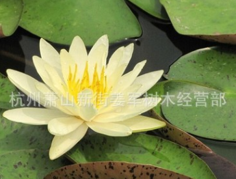 睡蓮 杭州蕭山綠化 水生植物 千畝供應 荷花 蒲偉