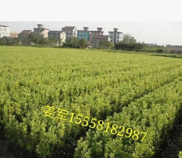 金邊黃楊 基地直銷 金邊黃楊球 各種規格 品種齊全