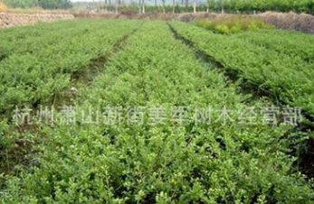 龜甲冬青 批發采購 基地直銷 花葉珊瑚 水蠟 品種齊全