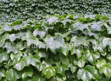 爬山虎 公園別墅 屬于爬藤植物 基地直銷 量大優惠