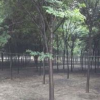 三角楓當(dāng)年苗2015