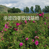 供應(yīng)四季玫瑰苗