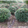龍柏球 精品球類 綠化批發(fā)價格 基地 小龍柏大量供應