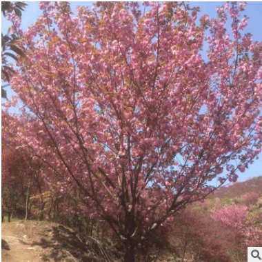 基地直銷早櫻花晚櫻綠化工程