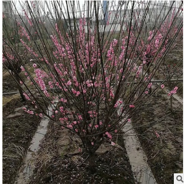 基地直銷 花桃 蕭山綠化工程 紅葉碧桃 桃花