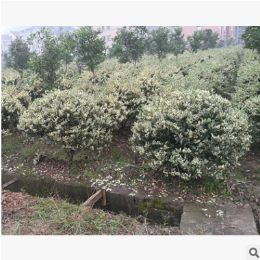 工程綠化花葉女貞球型 色塊毛球規(guī)格齊全 蕭山基地直銷一站式采購